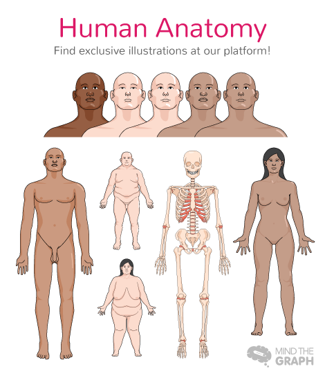 post_anatomi_2
