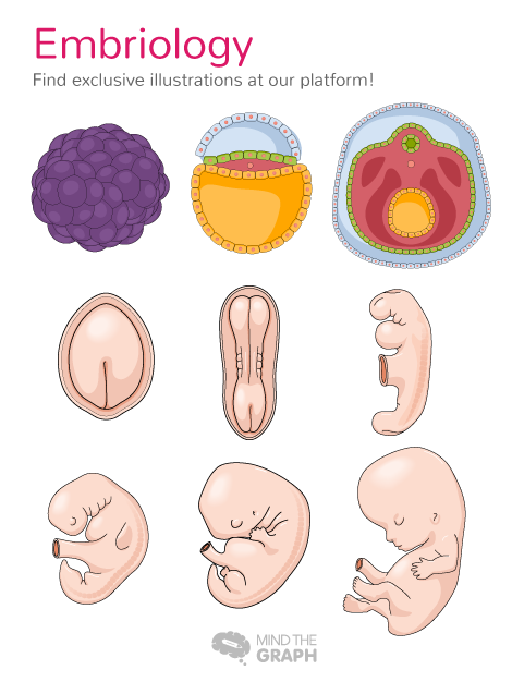 后面的_embriology
