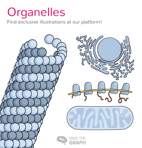 后面的_organelles
