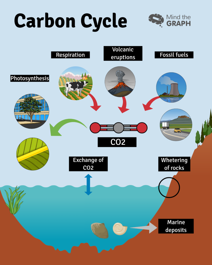acidificación del océano ciclo del carbono
