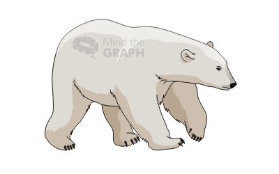 urso polar zoologia científica