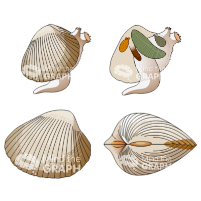 脊椎动物和双壳贝类