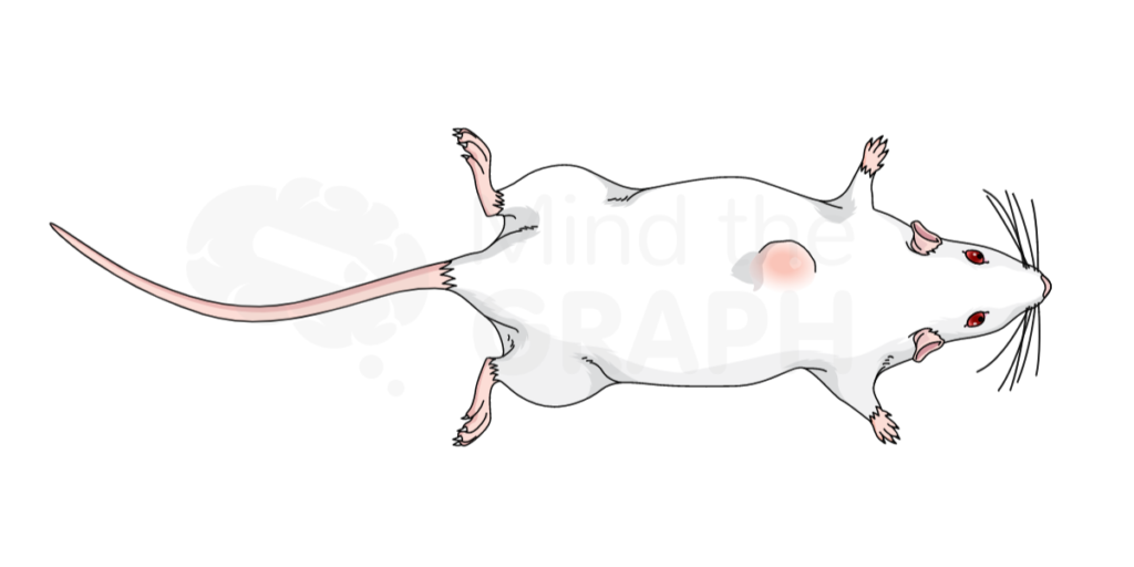 Ratten-Rückenkrebs
