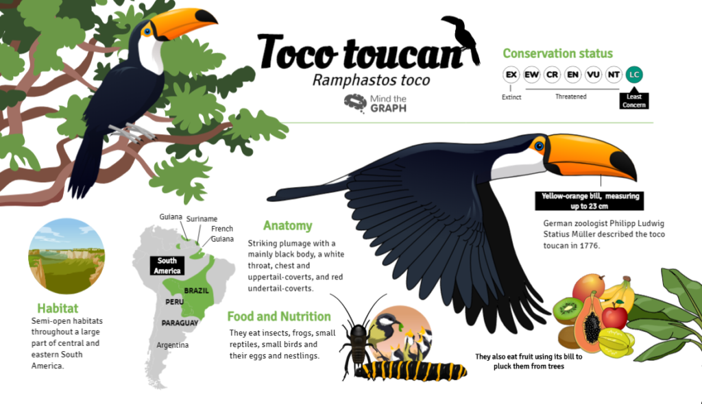 cover toucan 2
