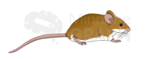 Peromyscus leucopus