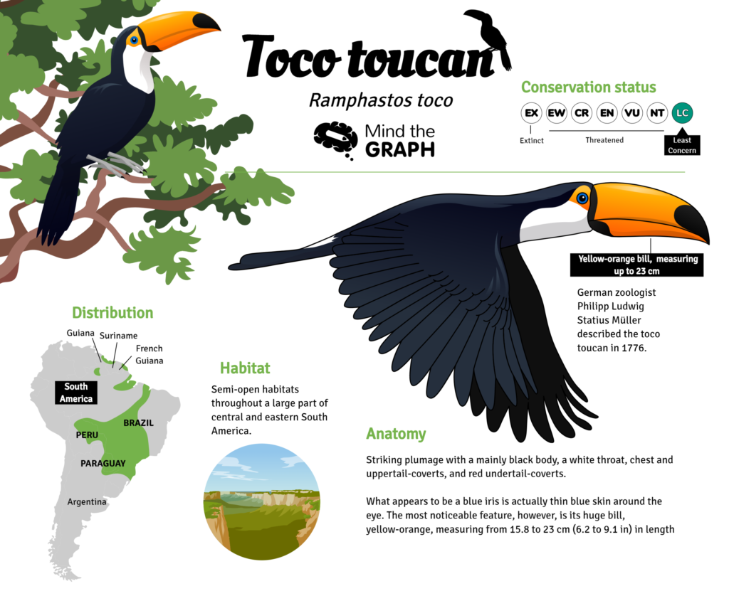 slide template Toco toucan