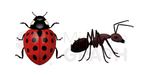coccinellidae_ant_insects_mind_the_graph