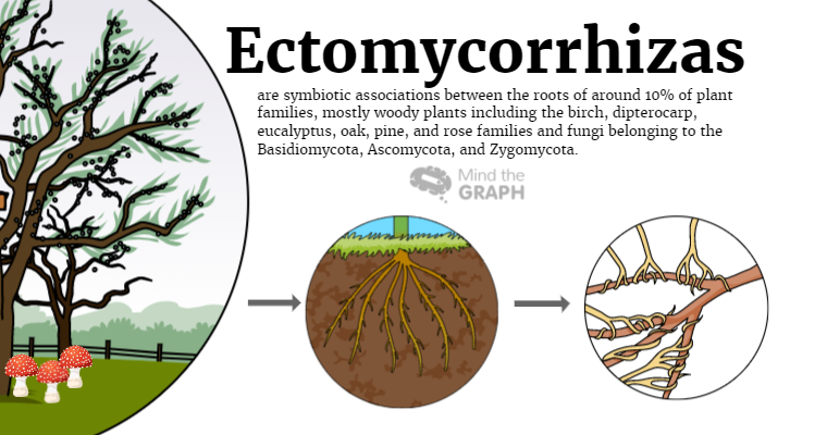 Ektomykorrhiza