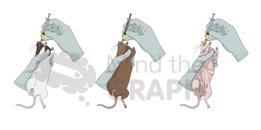 rat_gavage_scientific_illustrations