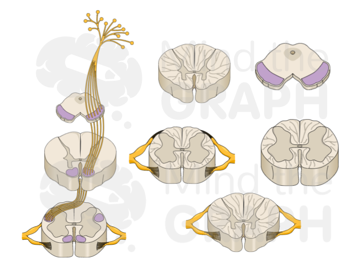 nugaros smegenų_neuronai_mind_the_graph