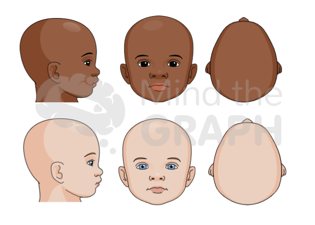 baby_head_scientifc_illustrations