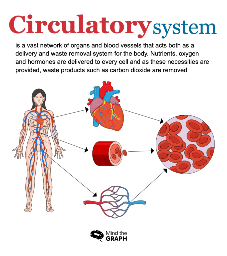 bloedsomloop cardiologie 1