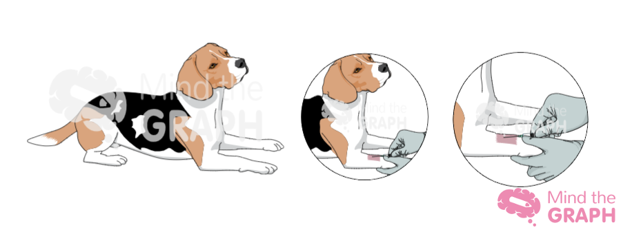 ilustração do procedimento beagle 1