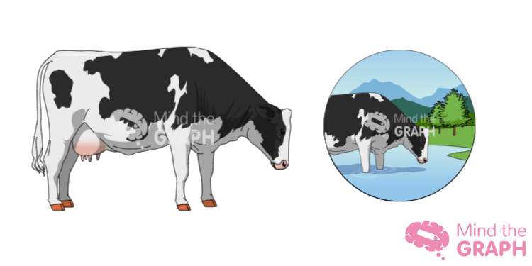 cow farm illustration