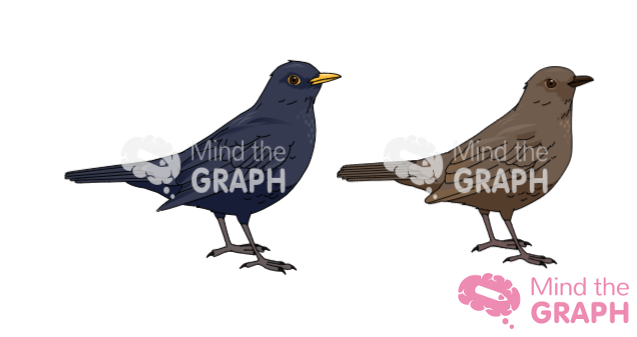 eurasian blackbird illustrations