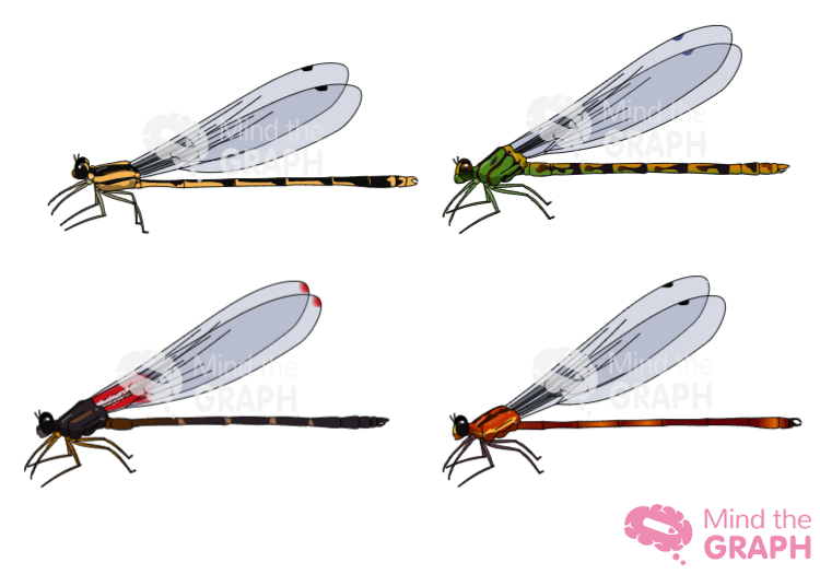 ilustraciones de insectos odonatos