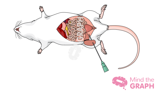 illustratie van de blindedarm van een rat