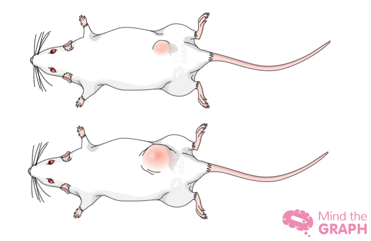 ilustração de tumor de rato