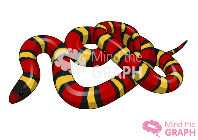 illustration du serpent royal écarlate