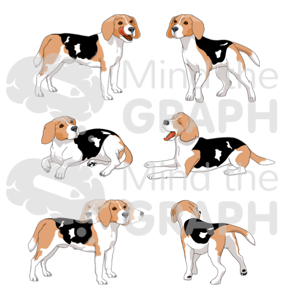 Scientific illustrations: Beagle dogs. They can be pets or laboratory animals. dog, pet, cute, animal, beagle, purebred, white, friend, adorable, domestic, canine, puppy, mammal, brown, isolated, breed, portrait, happy, background, pedigree, funny, young, doggy, head, studio, smiling, isolated on white, beautiful, cut out, white background, looking, pedigreed, front view, sitting, lying, hound, pup, studio shot, tongue, grass, creature, field, nature, side view, graphic, fur, set, black, friendly
