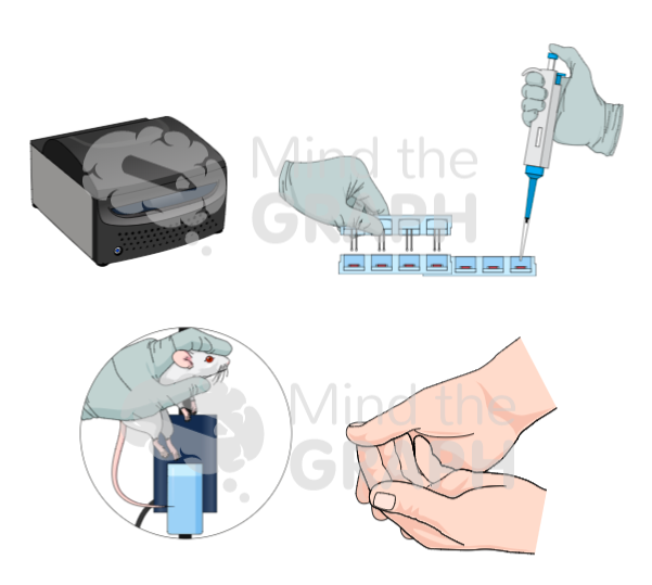 Hydrogel seeding, pipeting, mouse paw edema test, hand plate assembly, Li-Cor Odissey infrared scanner. Related keywords: laboratory, science, pipette, biology, test, research, lab, scientific, medical, experiment, chemistry, equipment, health, pipet, analysis, dna, doctor, scientist, chemical, medicine, liquid, blue, bio, white, hospital, biotechnology, gloves, technology, professional, analyzing, sample, woman, clinic, drop, pharmacy, blood, pipetting, work, solution, student, tube, technician, glasses, genetic, coat, healthcare, discovery, person, care, close