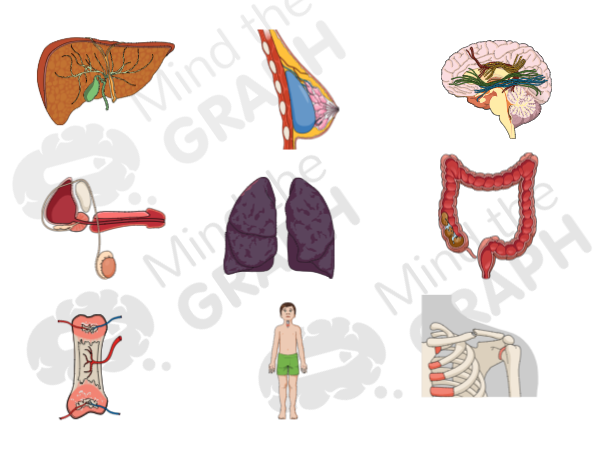 Ilustraciones de anatomía humana