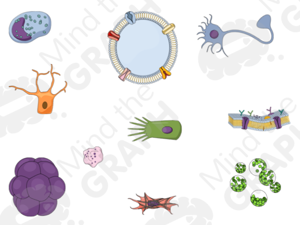 ilustración científica células